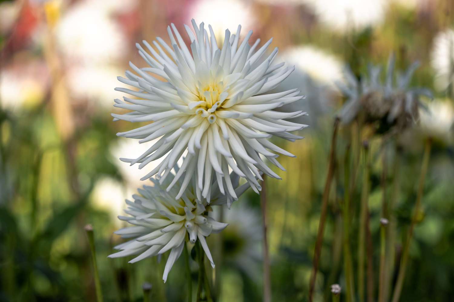 Daalia 'Playa Blanca'